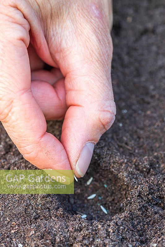 Placing a few seeds together in planting hole using a finger and thumb