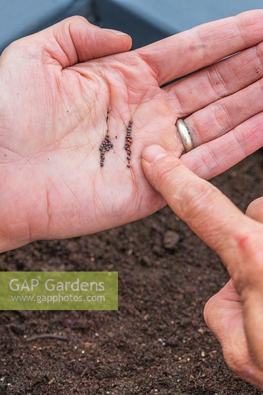 Using a finger to carefully tap the other hand to release seeds and sow thinly to avoid overcrowding of seedlings