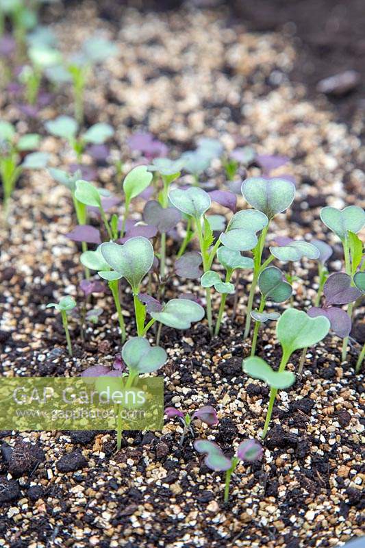 Seedlings of Salad Leaves 'Winter Greens' in a mix of vermiculite and compost