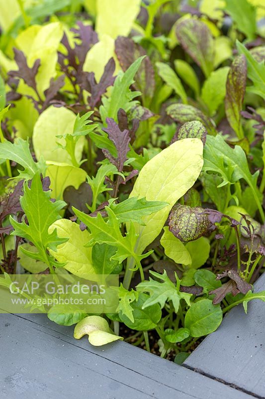 A mix of salad leaves growing in a wooden containers