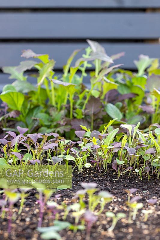 Successional sowing technique to avoid gluts, shown here rows of mixed salad leaves at various stages of growth from seedlings to ready for harvest
