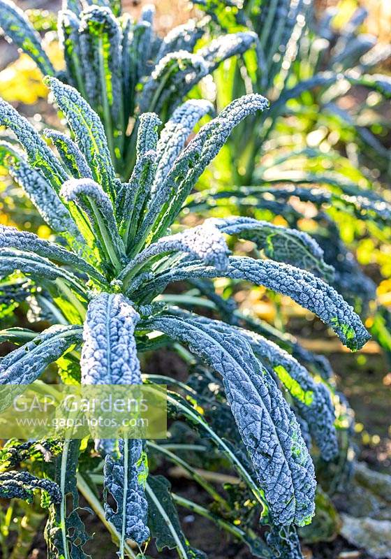 Kale 'Nero di Toscana' with frost in Winter