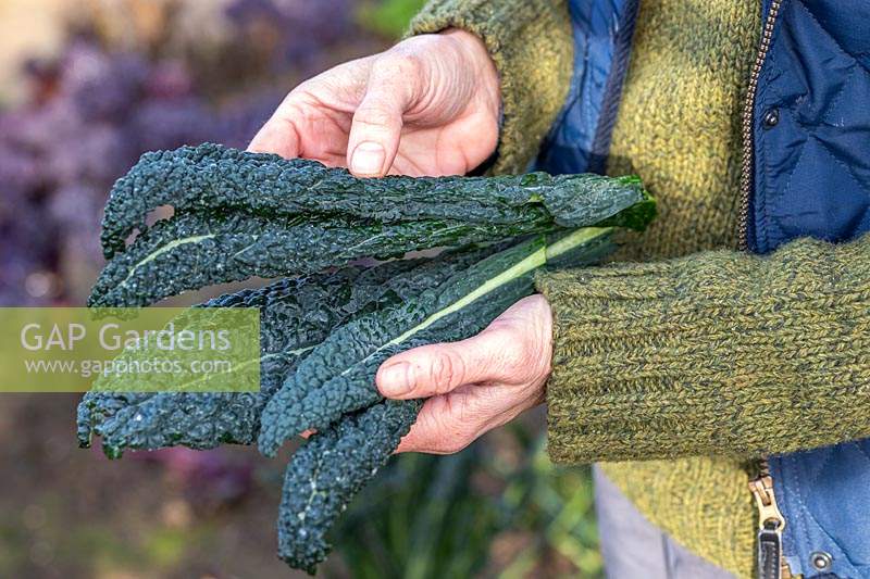 Woman holding newly harvested Kale 'Nero di Toscana' leaves