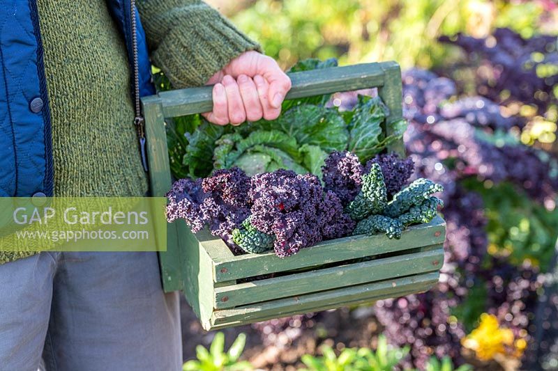 Woman carrying wooden trug with newly harvested Kale 'Nero di Toscana' and 'Scarlet' leaves and Cabbage 'January King'