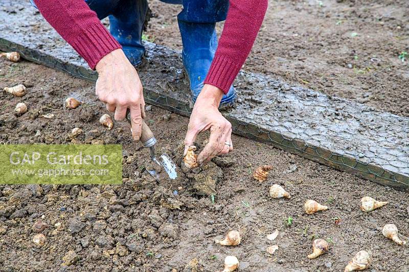 Woman planting miniature Narcissus using a handtrowel