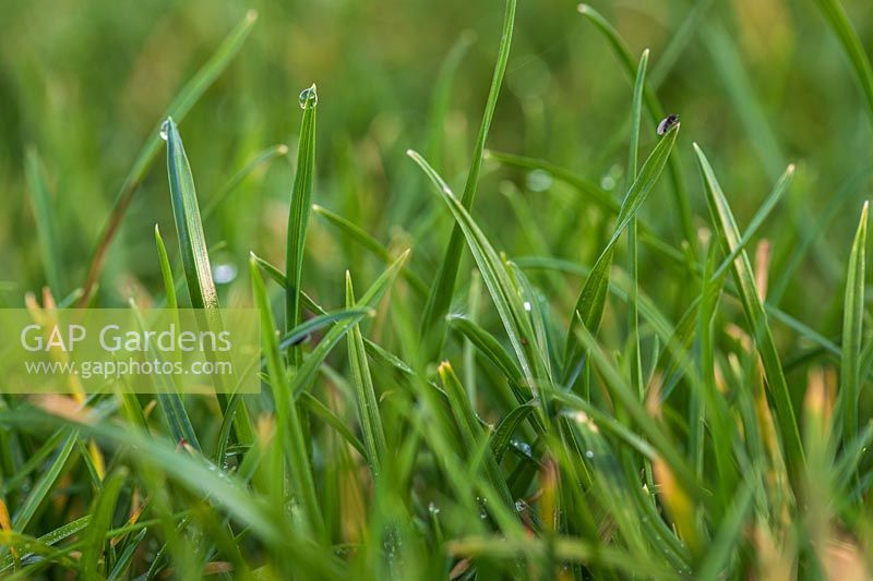 Close up detail of blades of grass in a newly-laid lawn
