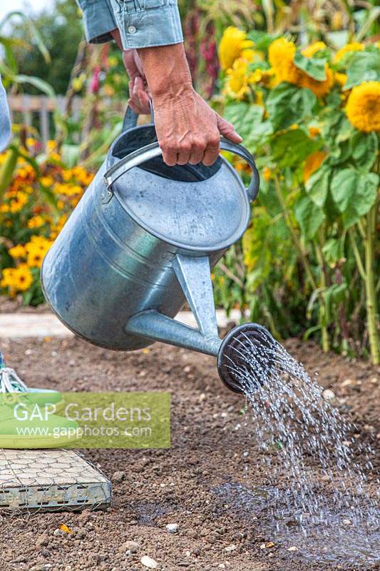 Watering newly sown seeds with a watering can fitted with a rose