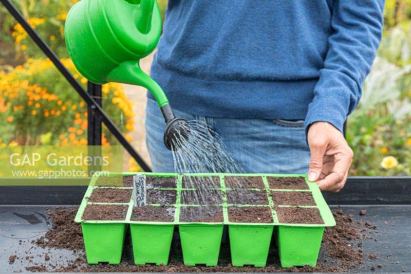 Watering modular seed tray of newly sown seeds with watering can fitted with a rose