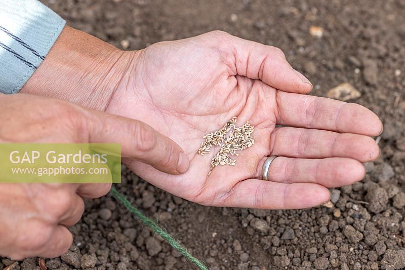 Overhead shot of seeds in palm of a hand, ready for sowing in the ground