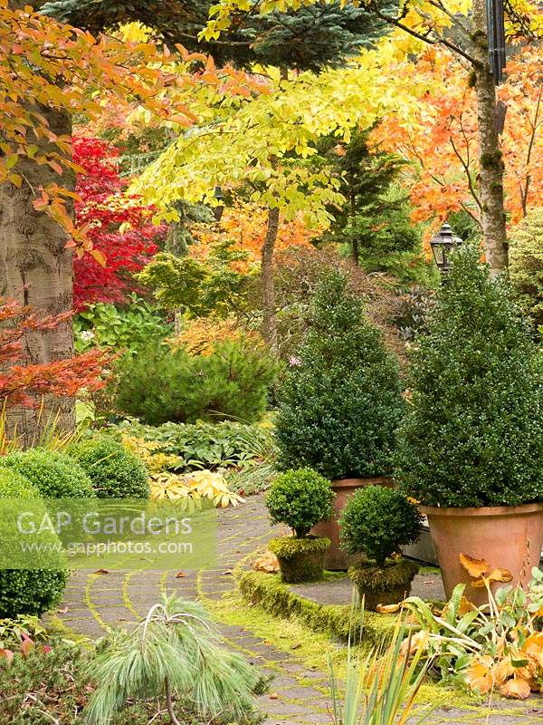 Buxus - Box - topiary, in terracotta pots and adjacent to paved path in country garden setting, Acer palmatum - Japanese Maple and shade loving plants beyond 