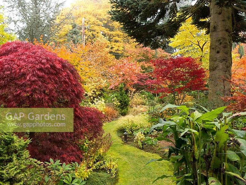 Mature, densely-planted garden with Acer palmatum - Japanese Maple, conifers and shade-loving plants. View along curved grassy path
