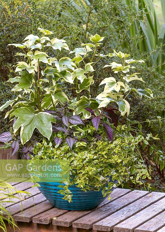 Turquoise container in garden setting planted with three variegated shrubs and annuals in shades of green, cream and purple. Plants: Abelia, Strobilanthes, Fatshedera lizei 'Angyo Star'