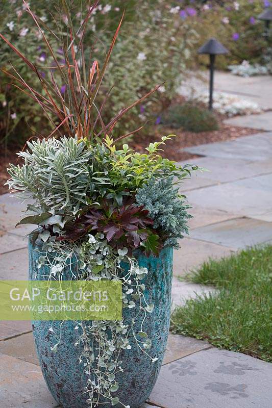 A tall blue container with sun-loving foliage plants: ornamental grasses, conifers, evergreen perennials, herbaceous perennials and seasonal accents, patio beyond