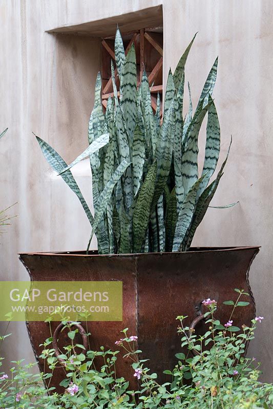 Tall, weathered metal planter with Sanseveria trifasciata, set against pale stucco wall