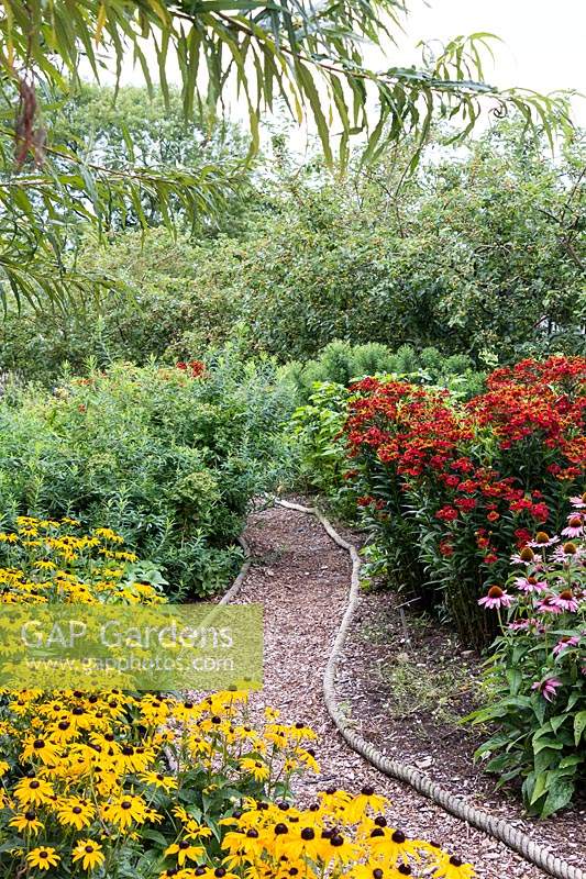 A narrow path, edged with marine rope meanders through a border of golden Rudbeckia fulgida var. sullivantii 'Goldsturm', deep red Helenium and pink Echinacea at RHS Harlow Carr