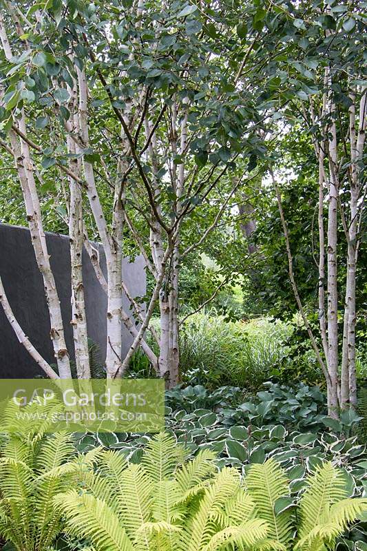 A contemporary and monochromatic planting of shade loving ferns and variegated hostas beneath a cluster of Betula utilus var. jacquemontii. A charcoal grey stucco wall to one side establishes a boundary.