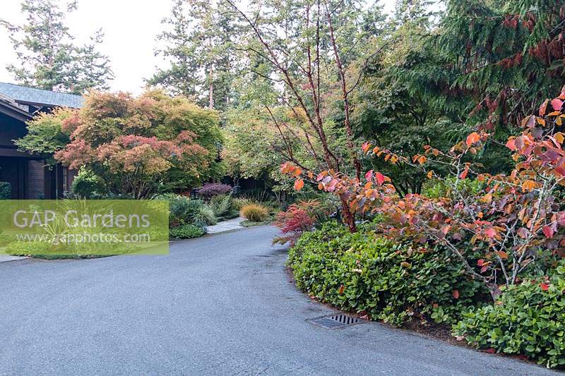The driveway approach to the home is lined with mature borders in autumnal colours. Foliage colour and texture is key while both deer resistance and drought tolerance are essential