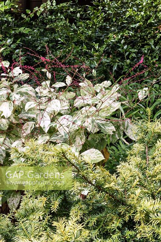 Foliage combination for shade: Persicaria virginiana 'Painter's Palette', Sarcococca ruscifolia, Taxus baccata 'Repandens'