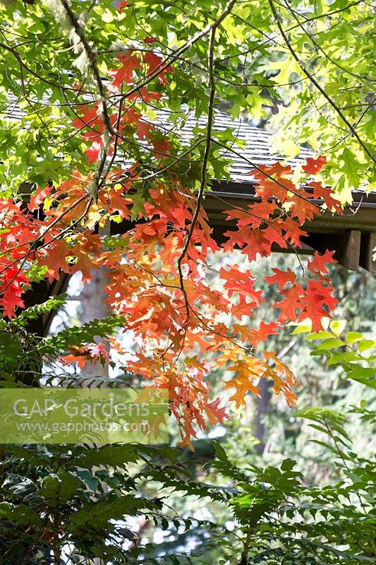 Early autumn colour on Quercus coccinea