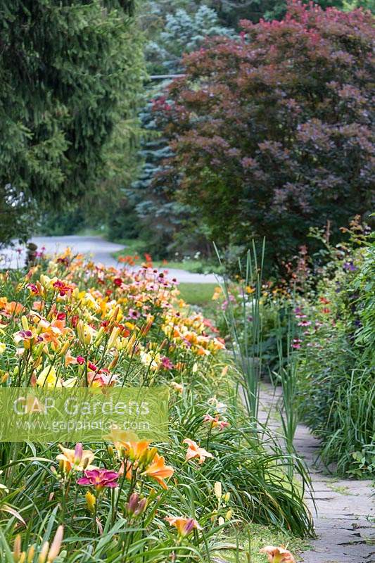 Flagstone path in country garden is framed with Hemerocallis. Cotinus coggygria adds height and depth