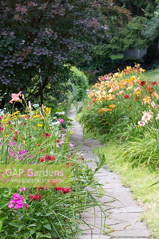 Flagstone path in country garden is framed with Hemerocallis, Echinacea and other sun-loving perennials . Cotinus coggygria adds height and depth.