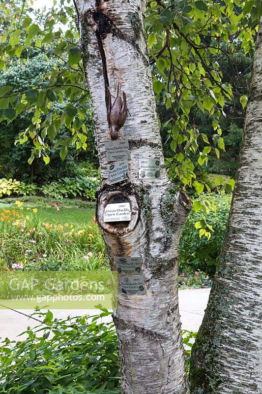 Betula pendula with commemorative plaques depicting some of the events the homeowners have hosted in their garden