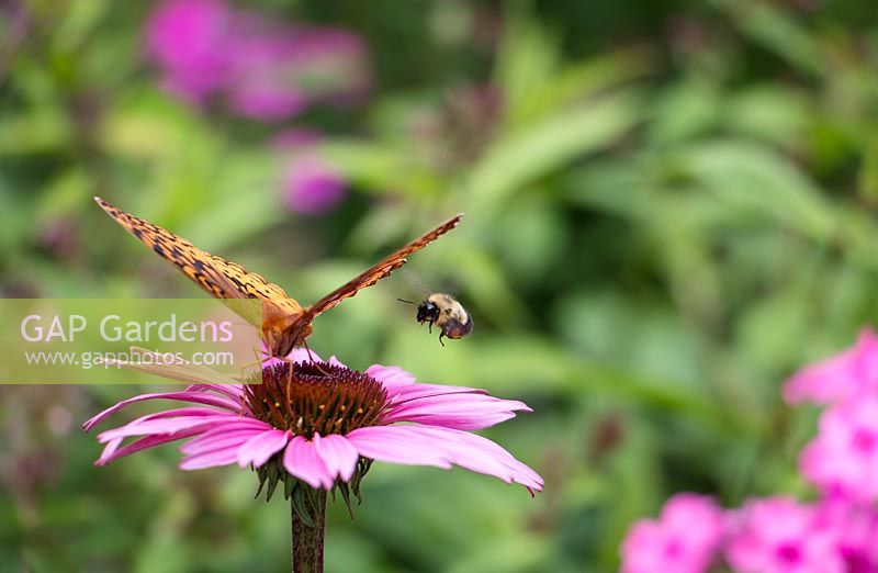Butterfly and bee on Echinacea