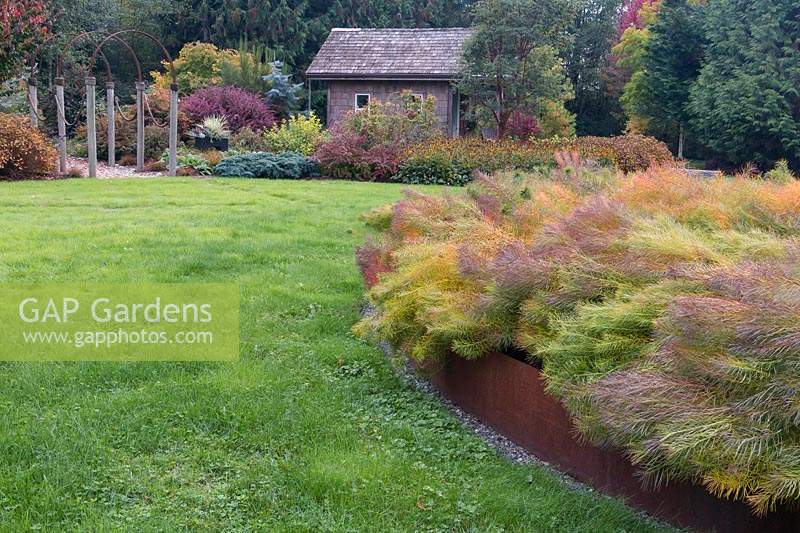 Kaleidoscopic colour in autumn of Amsonia hubrichtii enhanced by rusted metal. Cabin and country border in background