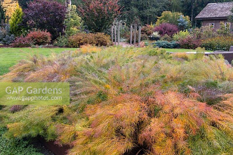 Kaleidoscopic color in autumn of Amsonia hubrichtii. Cabin and country border in background