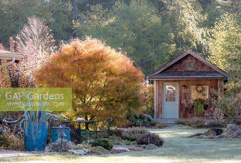 Japanese maple backlit by autumn sun in country garden. Blue glass sculpture in foreground, rustic cabin with blue door in background.