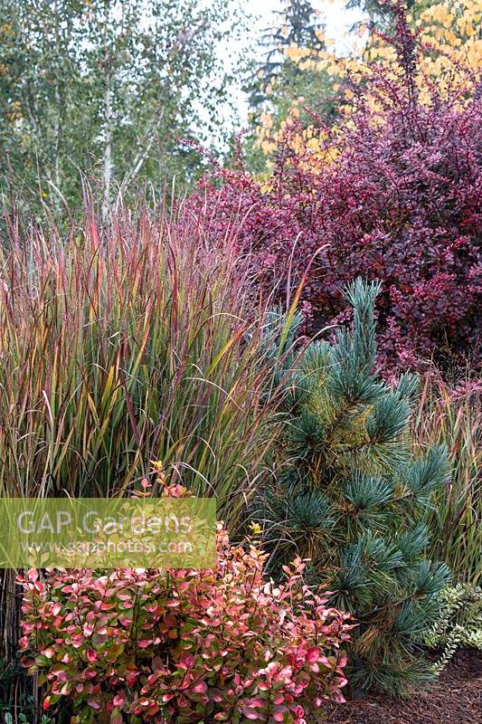 Autumn colors of barberries with ornamental grasses and conifer