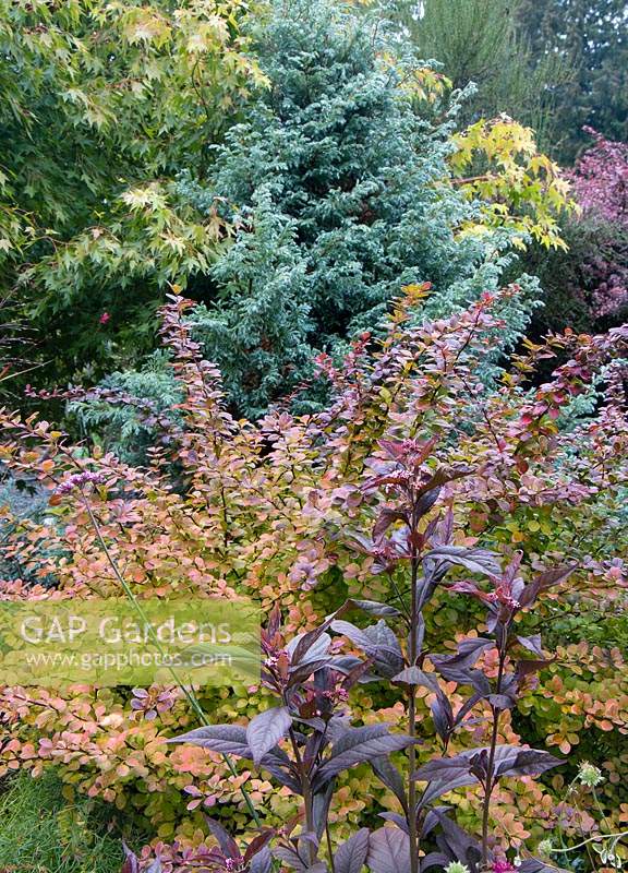 Fall color of Callicarpa 'Pearl Glam' against Berberis thunbergii 'Tangelo' with Chamaecyparis pisifera 'Baby Blue' in background