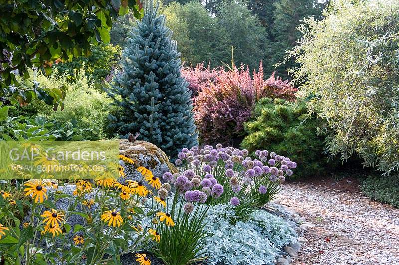 A deer-resistant, drought tolerant garden border with informal meandering path. Large mossy boulders and colorful conifers, trees, shrubs perennials and bulbs.