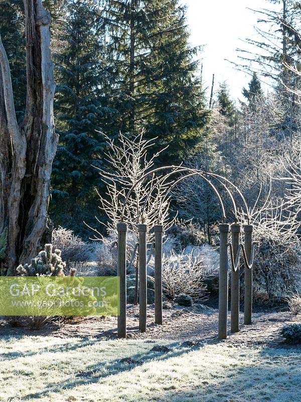 Frosty garden scene featuring wood, metal and rope arch, lawn, conifers and deciduous trees