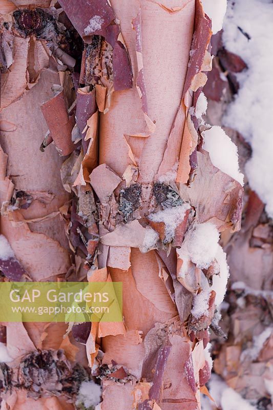 Close up of snow on peeling bark of Betula nigra 'Heritage'