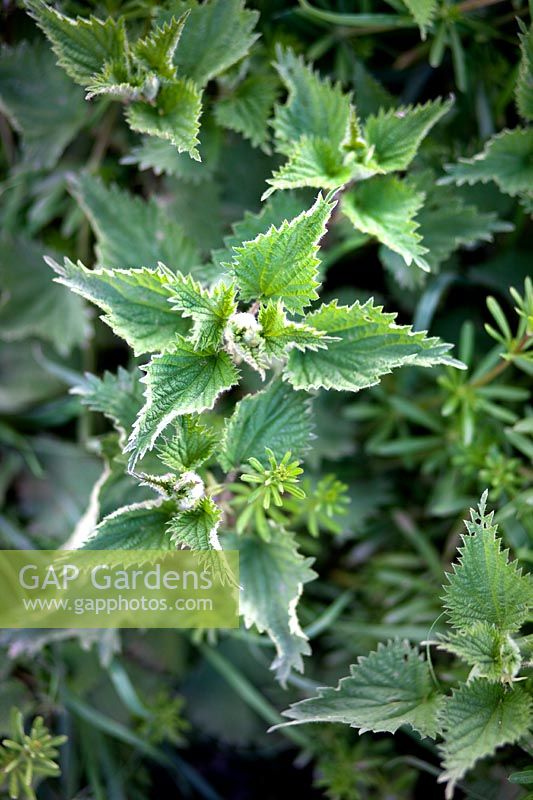 Urtica dioica - Nettle - in a hedgerow