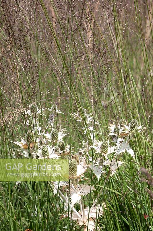 Molinia caerulea 'Karl Foerster' and Eryngium giganticum 'Silver Ghost' 