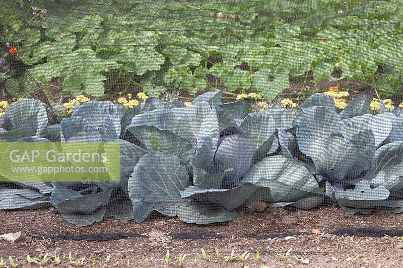 Brassica 'Ramanov' - Red Cabbage - in a row with net covering 