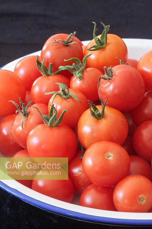 Harvested plate of cherry tomatoes 'Gardeners Delight' 