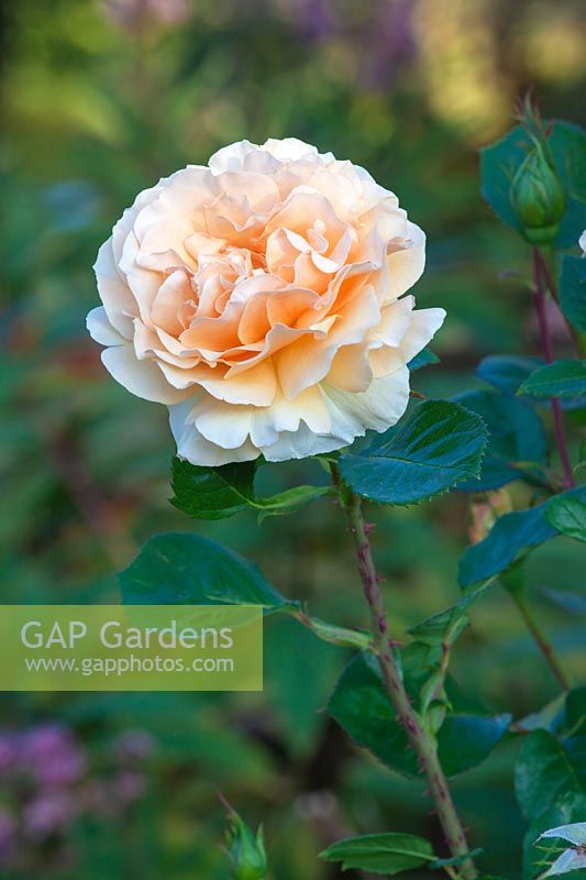 Rosa Welwyn Garden Glory  'Harzumber'