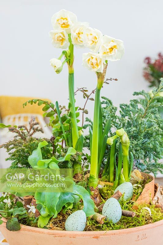 Floral arrangement in bowl, Narcissus 'Bridal Crown', Ferns, white Viola and dressed with bark and eggs 