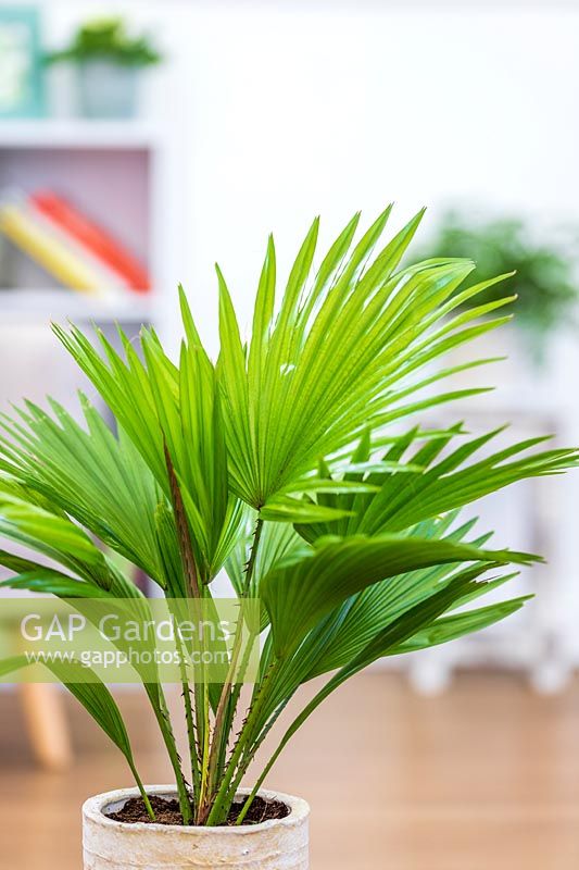 Livistona rotundifolia - Palm