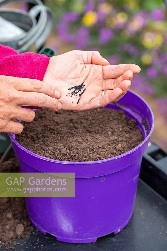 Tapping fingers on palm of hand to sow seed of Chives in a pot