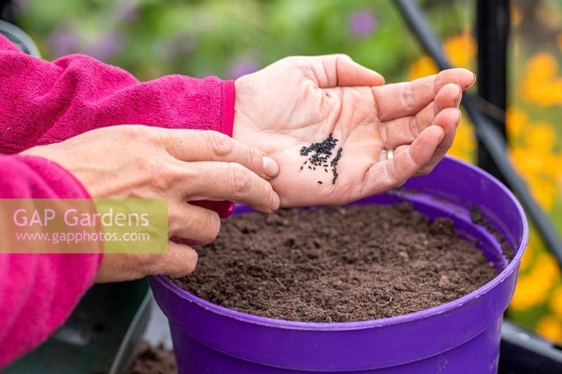 Tapping fingers on palm of hand to carefully sow seed of Chives in a pot