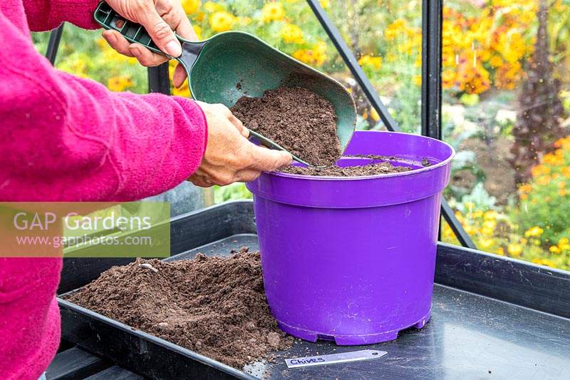 Woman using a scoop to add a thin layer of compost to cover the newly-sown Chive seeds