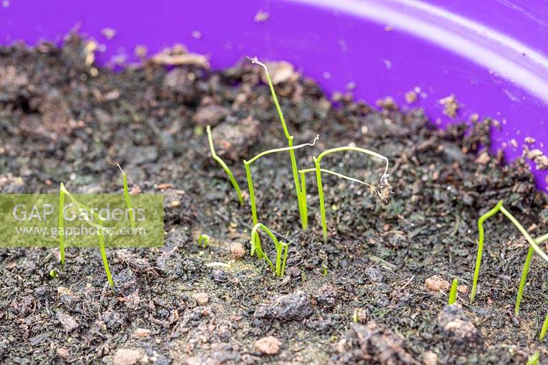 Chives seedlings emerging from pot of compost