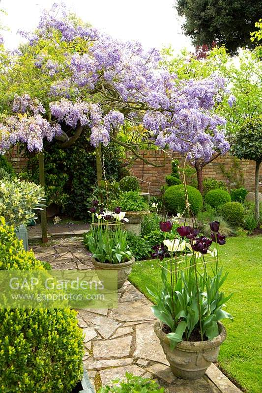 An ancient Wisteria tumbles over a wooden pergola at end of crazy paving path with pots of Tulipa - Tulip