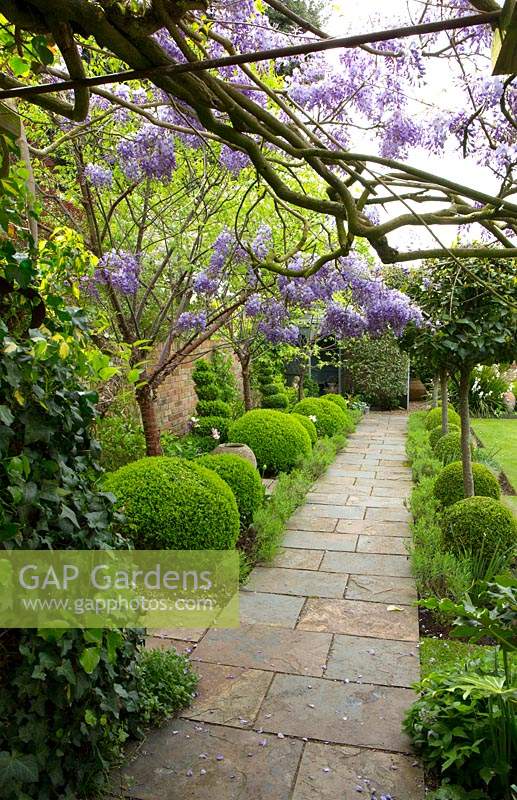 View under Wisteria and along straight path, beds on either side filled with topiary: Laurus nobilis - Bay - lollipop trees and Buxus sempervirens - Box -balls and spirals