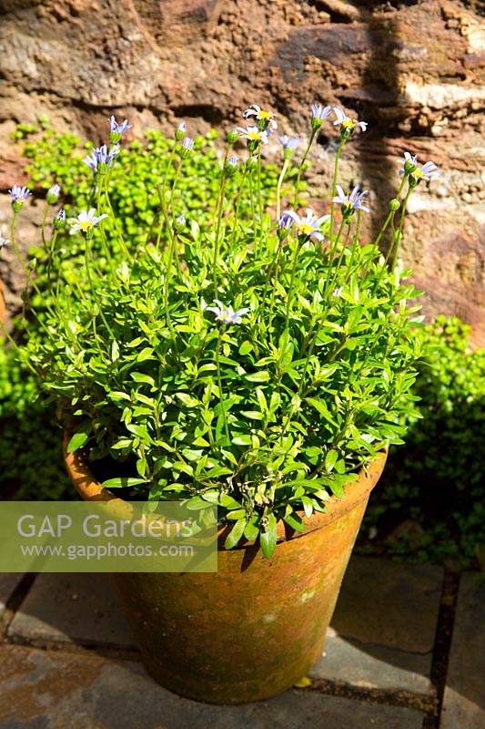 A pot filled with Catananche caerulea - Cupid's Dart - in front of a wall
