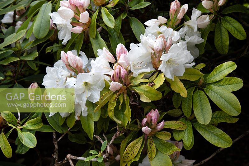 Rhododendron 'Decorum' 